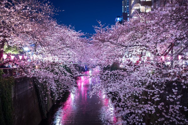 満開夜桜(目黒川）