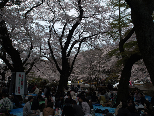 井の頭公園お花見