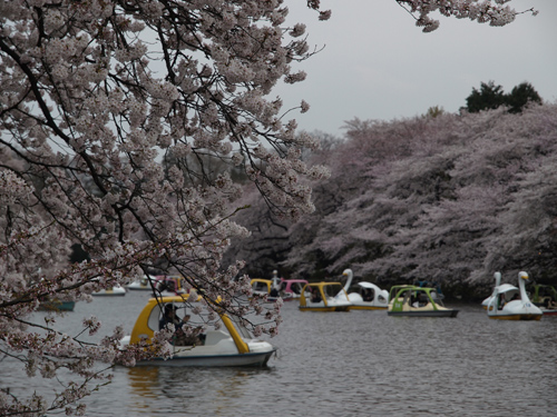 井の頭公園池