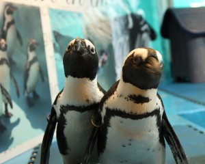 ペンギンつがい