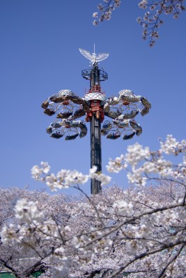 イーグル桜①