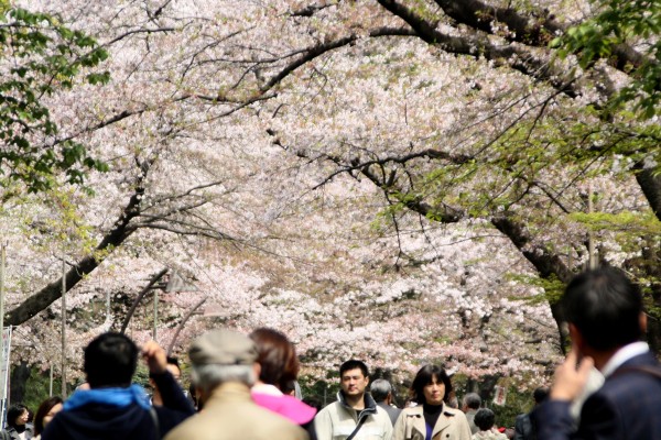 桜③